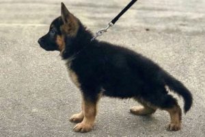 Funniest and Cutest ? German Shepherd Dogs and Puppies
