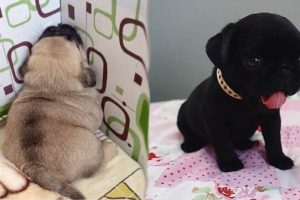 Funniest and Cutest Pug Dog Videos Compilation 2020 - Cutest Puppy #1