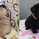Funniest and Cutest Pug Dog Videos Compilation 2020 - Cutest Puppy #1