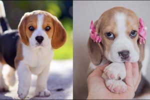 Funny And Cute Beagle Puppies Compilation #2 - Cutest Beagle Puppy