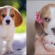 Funny And Cute Beagle Puppies Compilation #2 - Cutest Beagle Puppy