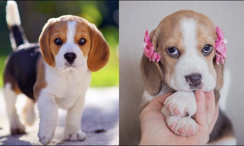 Funny And Cute Beagle Puppies Compilation #2 - Cutest Beagle Puppy