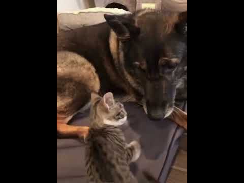 Funny Animal British Voice Overs Amazing Pet Rescues Videos Of Animals Poop