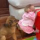 Funny Animals | Very Amusing When Puppy Jamie Happy Play With Baby Monkey Floyd