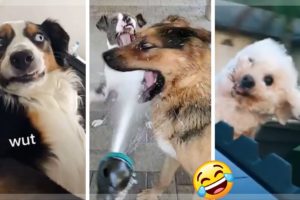 Funny Doggos of TikTok ~ Cutest Dogs & Puppies Compilation! ?