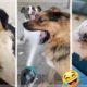 Funny Doggos of TikTok ~ Cutest Dogs & Puppies Compilation! ?