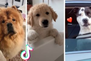 Funny Dogs of TIK TOK ~ Are These The Cutest Puppies on TikTok?