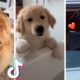 Funny Dogs of TIK TOK ~ Are These The Cutest Puppies on TikTok?