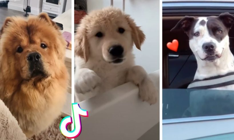 Funny Dogs of TIK TOK ~ Are These The Cutest Puppies on TikTok?