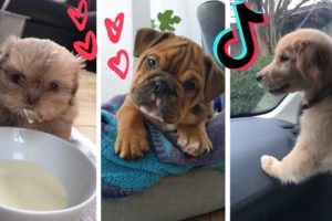 Funny Dogs of TikTok Compilation ~ Try Not To Laugh ~ Cutest Puppies!