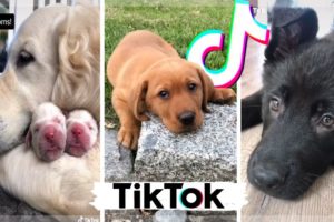 Funny Dogs of TikTok ~ Cutest Puppies Compilation ~ The Dog Squad