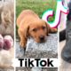 Funny Dogs of TikTok ~ Cutest Puppies Compilation ~ The Dog Squad