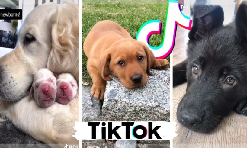 Funny Dogs of TikTok ~ Cutest Puppies Compilation ~ The Dog Squad