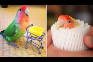 Funny Parrots Videos Compilation cute moments of the animals - Cutest Parrots #4