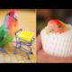 Funny Parrots Videos Compilation cute moments of the animals - Cutest Parrots #4