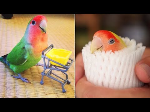Funny Parrots Videos Compilation cute moments of the animals - Cutest Parrots #4