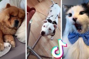 Funny Pets of TikTok Compilation ~ Cutest Dogs & Cats TIK TOK ??