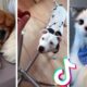 Funny Pets of TikTok Compilation ~ Cutest Dogs & Cats TIK TOK ??