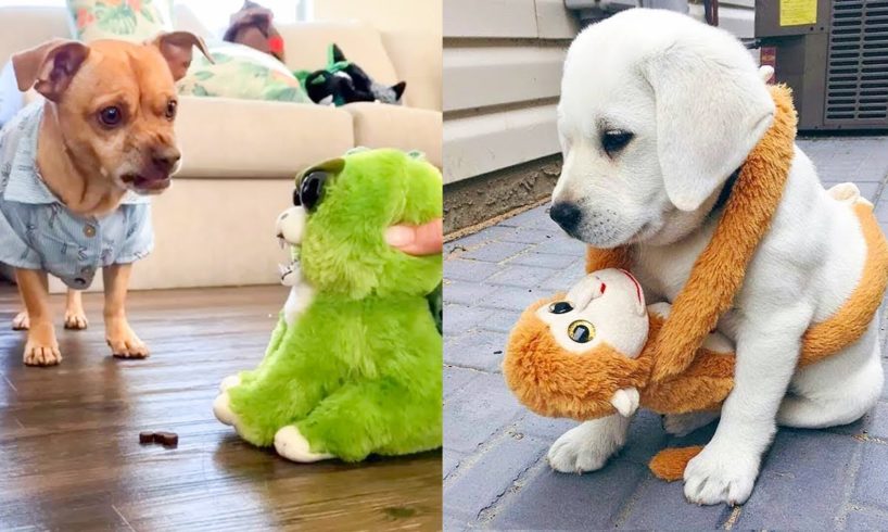 Funny and Cute Dog Reaction to Playing Toy | Aww Animals