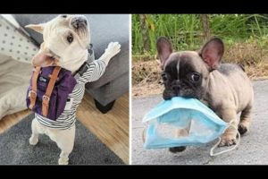 Funny and Cute French Bulldog Puppies Compilation #12 - Cutest French Bulldog