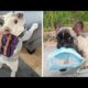 Funny and Cute French Bulldog Puppies Compilation #12 - Cutest French Bulldog