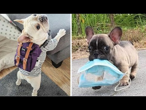 Funny and Cute French Bulldog Puppies Compilation #12 - Cutest French Bulldog