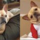 Funny and Cute French Bulldog Puppies Compilation #3 - Cutest French Bulldog