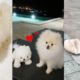 Funny dog - Cutest Puppies of TIKTOK Compilation - Pets Small Stories #shorts