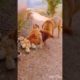Funny dogs & cats | pets friendships | cute cats | cutest dogs |naughty pets | ( funny animals )....