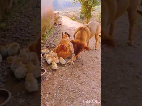 Funny dogs & cats | pets friendships | cute cats | cutest dogs |naughty pets | ( funny animals )....