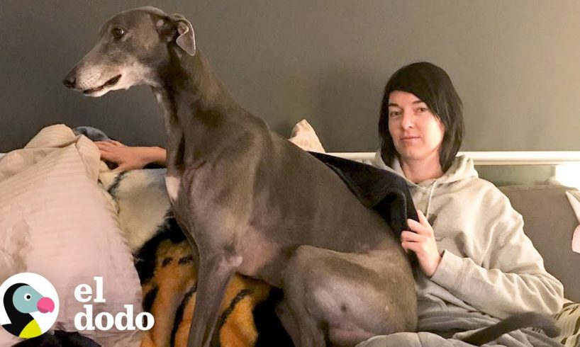 Galgo que nadie quería adoptar encuentra a la mamá perfecta | El Dodo