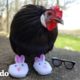 Gallo rescatado duerme en la cama con su mamá todas las noches I El Dodo