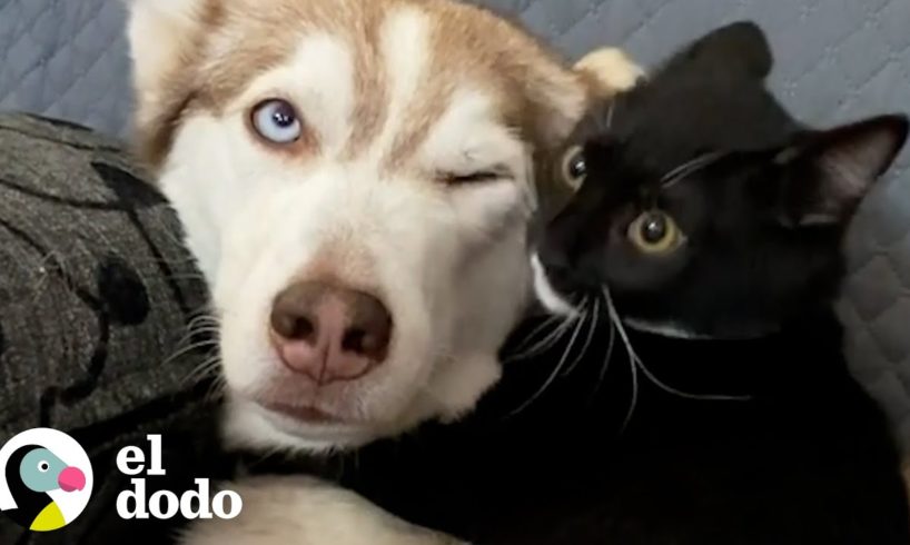 Gatita ama luchar con un husky que tiene 10 veces su tamaño I El Dodo