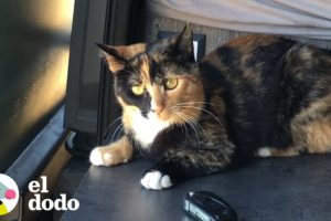 Gatita callejera adopta a sus padres nuevos | El Dodo
