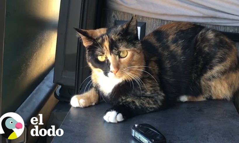 Gatita callejera adopta a sus padres nuevos | El Dodo