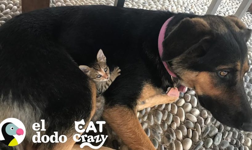 Gatita callejera elige a una perrita como su mamá I Cat Crazy | El Dodo