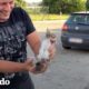 Gatito abandonado es rescatado y le encuentran un nuevo hogar | El Dodo