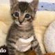 Gatito diminuto viste calcetines como suéteres I El Dodo