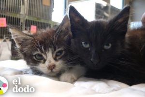 Gatitos atrapados en un barranco no pueden salir I El Dodo