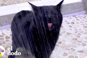 Gato ciego pide ducharse todos los días | El Dodo