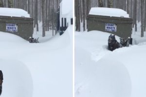 German Shepherd rescues Friend Stuck In Snow