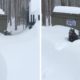 German Shepherd rescues Friend Stuck In Snow