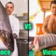Giant Cobia Challenge!!! | FRENCH CHEF vs VIETNAMESE CHEF