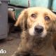 Golden Retriever aterrorizada escapa de su rescate durante 5 días | El Dodo