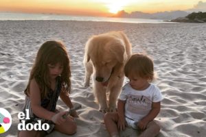 Golden Retriever es el mejor niñero para sus hermanitas | El Dodo