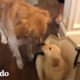 Golden Retriever se emociona mucho al conocer a su hermanita | El Dodo