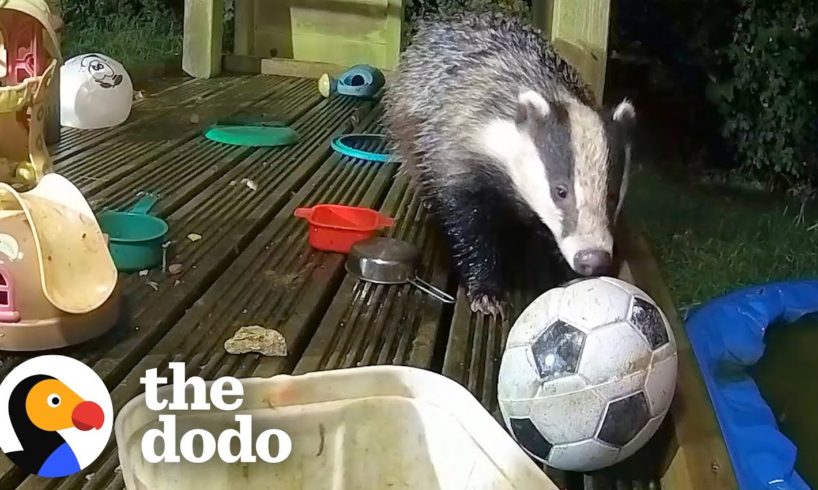 Guy Builds His Kids A Playground — And Wild Animals Move In | The Dodo Wild Hearts