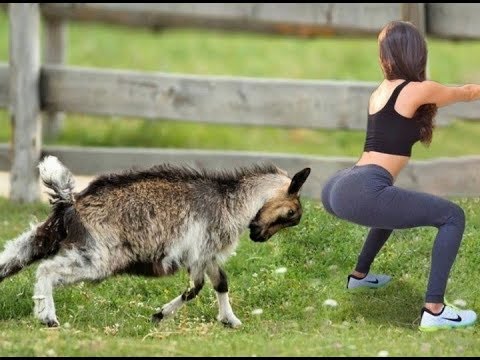 HAVING A BORED DAY ? Funniest Animals Scared People Reaction of 2019 Weekly ?? Funny Animal Video