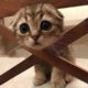 Happy Pets Video Compilation - Cutest Pets Ever 2021?Cute Moments