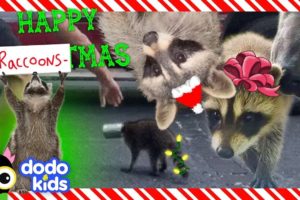 Happy Raccoons-mas! | 30 Minutes Of Raccoon Rescues | Dodo Kids